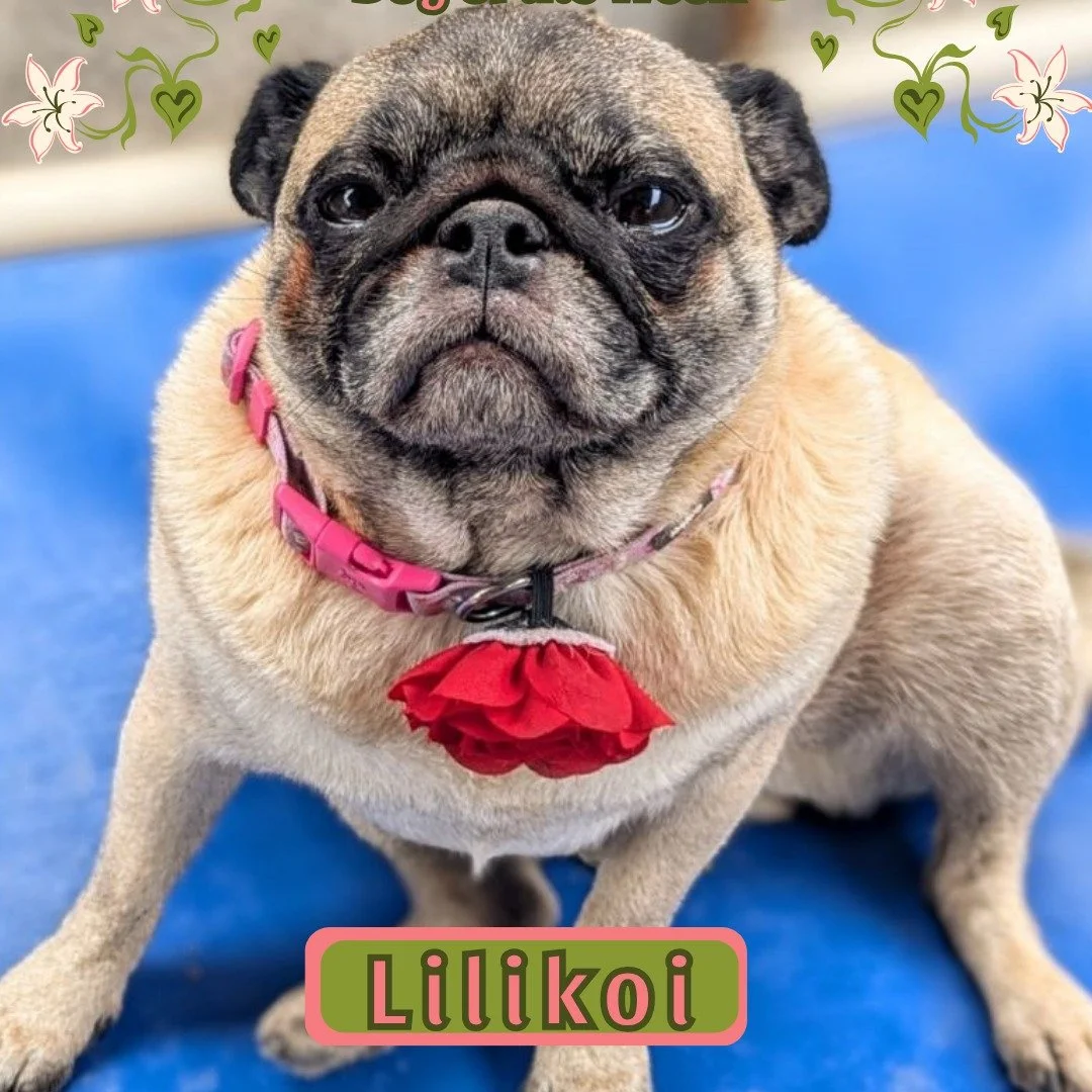 Dog of the Week is... Lilikoi!!!

Miss Smush Face is the sweetest flower at BMP.

We love her to death... but we could never love her as much as she loves her wagon.
Anytime she demands a wagon ride she gives a solid howl:)

Whenever you are wonderin