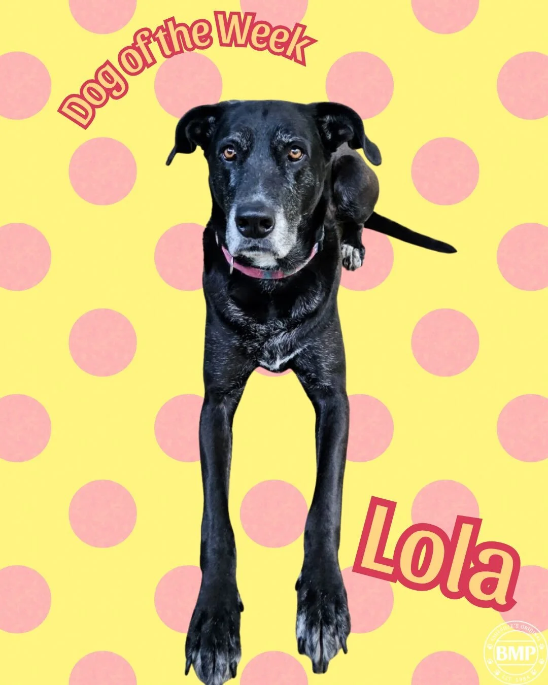Dog of the Week is&hellip; Lola!!!💛

This big beautiful lady is one of our fav regular daycare doggies! 

She is such a good friend to all the pups and humans😊

We love Miss Lola 💕

#doggydaycamp #barkmorepark #ashevillenc #greatdanemix