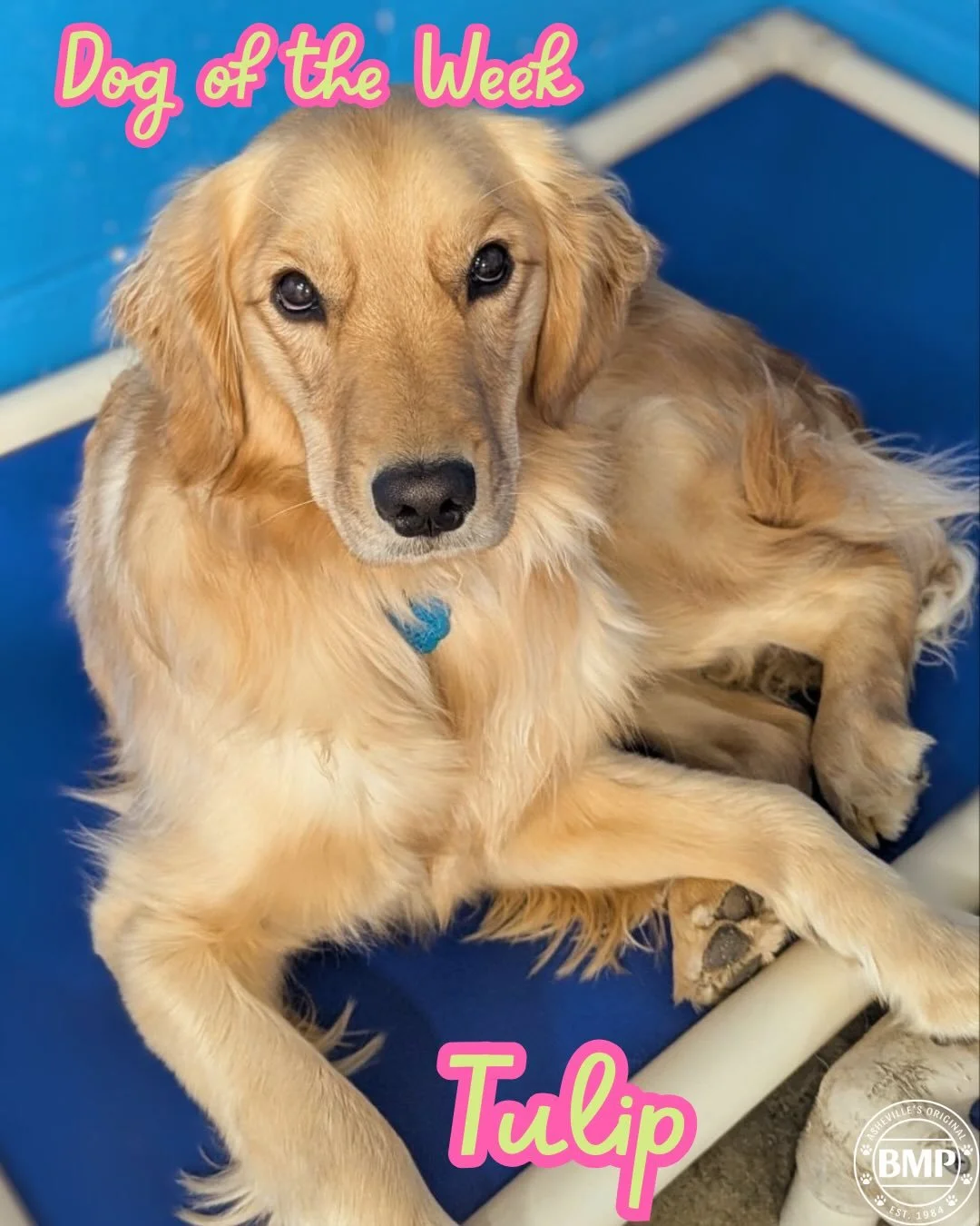 Dog of the Week is&hellip; Tulip!!! 🌷💚

Sweet Princess Tulip is the most perfect golden girl EVER!!!!

This sassy girl is always demanding cuddles and love, to which we happily oblige💕

#goldenretriever #princess #doggydaycamp #barkmorepark #ashev