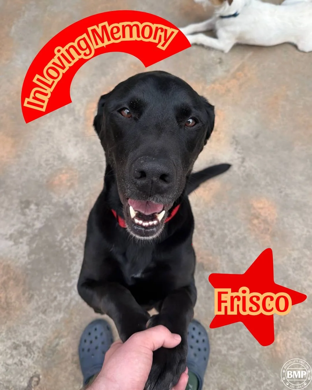 We have recently had to say goodbye to our sweet Frisco, as he crossed the Rainbow Bridge earlier this month❤️

He was one of our favorite daycare regulars. Always making his way in with a wag in his tail and a smile on his face. 

All he demanded ou