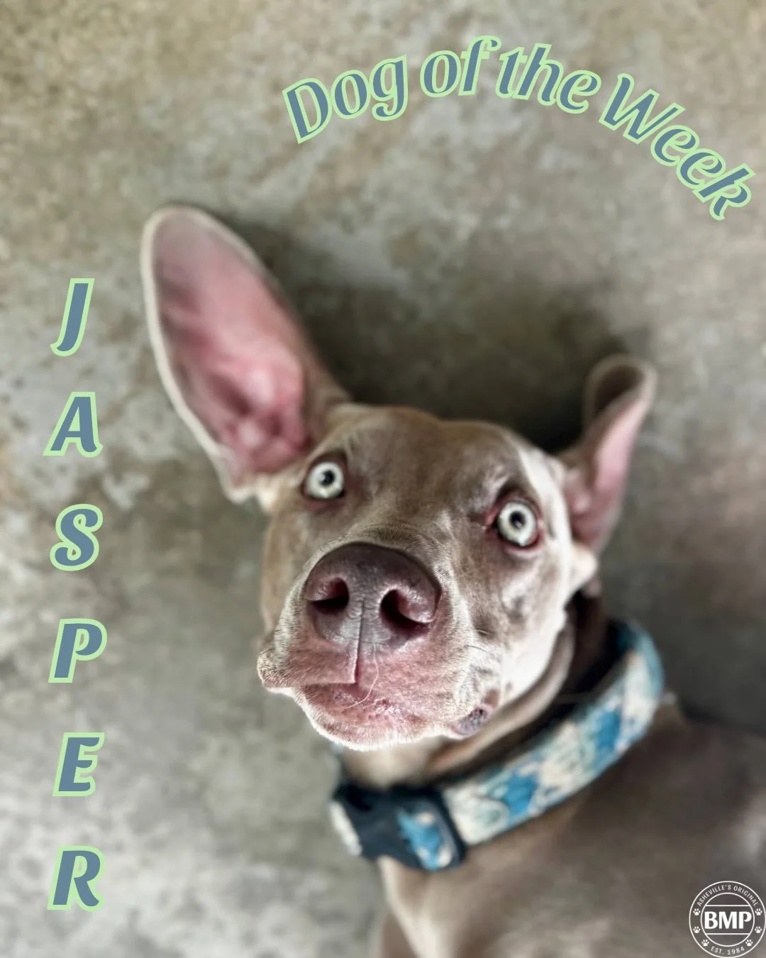 Dog of the Week is... Jasper!!!

Jasper (aka Yaber) has been coming to daycare for what feels like forever,
he is a fan favorite. 

We tried our best to capture Jasper&rsquo;s ...unique personality. Just way too many pictures to choose from!🤪

We lo