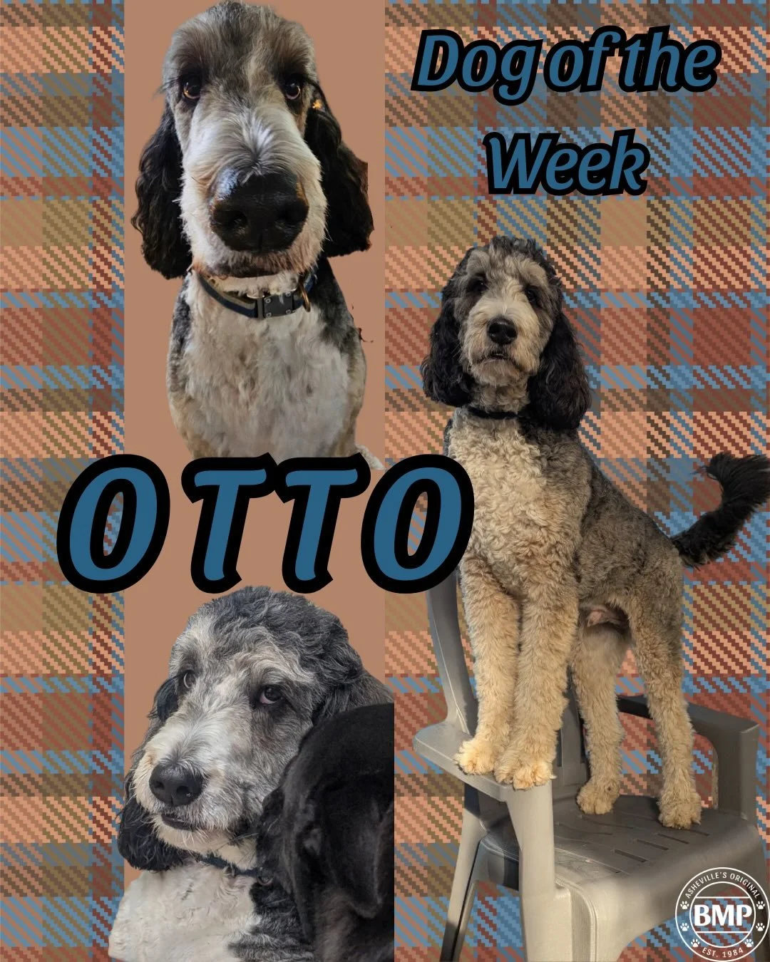 Dog of the Week is&hellip; Otto!!! 💙 

We love Mr. Otto around these parts! 
He is one of our long time beloved regulars. 

He is the biggest teddy bear, with a sassy side😉 

He is a Bernese-Doodle mix, always perched up high keeping an eye out. 

