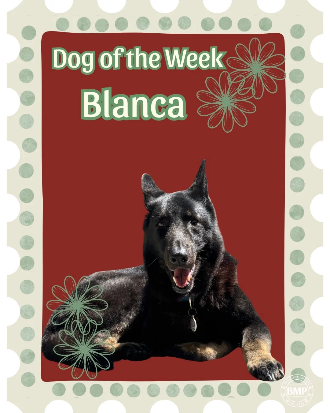 Our lovely Blanca girl is finally making an appearance as Dog of the Week!

This majestic shepherd has been a BMP regular for years now. 
We all know and love her! ❤️

In spite of her gorgeous, stoic demeanor... She&rsquo;s a goofball. 🤪

 #blackshe