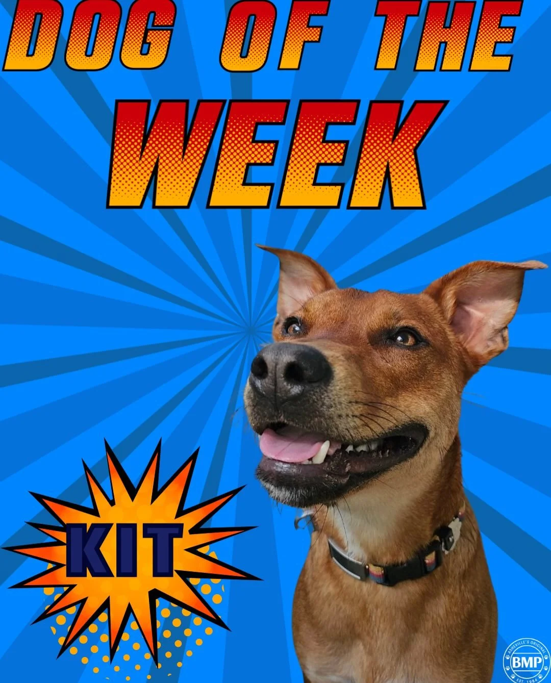 Dog of the Week is... Kit!!! 

He&rsquo;s so sweet it hurts, I mean just look at that smile 🧡💙

Kit is one of BarkMore Park&rsquo;s newer daycare additions. 

He is always playing or getting loved on (by people or the dogs😉)

#doggydaycare #barkmo