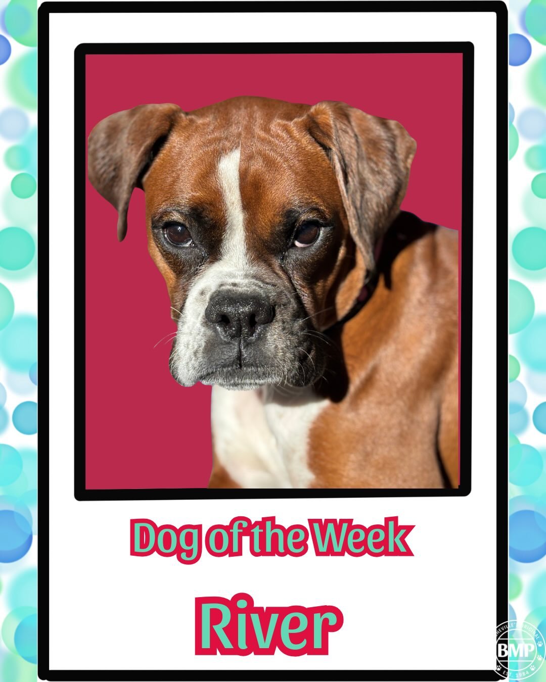 Dog of the Week is&hellip; River!!!💕🩵

The sweetest girl EVER!!! She is always looking up at you with the sweetest pouty Boxer face. 

We love this pint sized boxer so much 💕

#boxer #ashevillenc #barkmorepark #doggydaycare