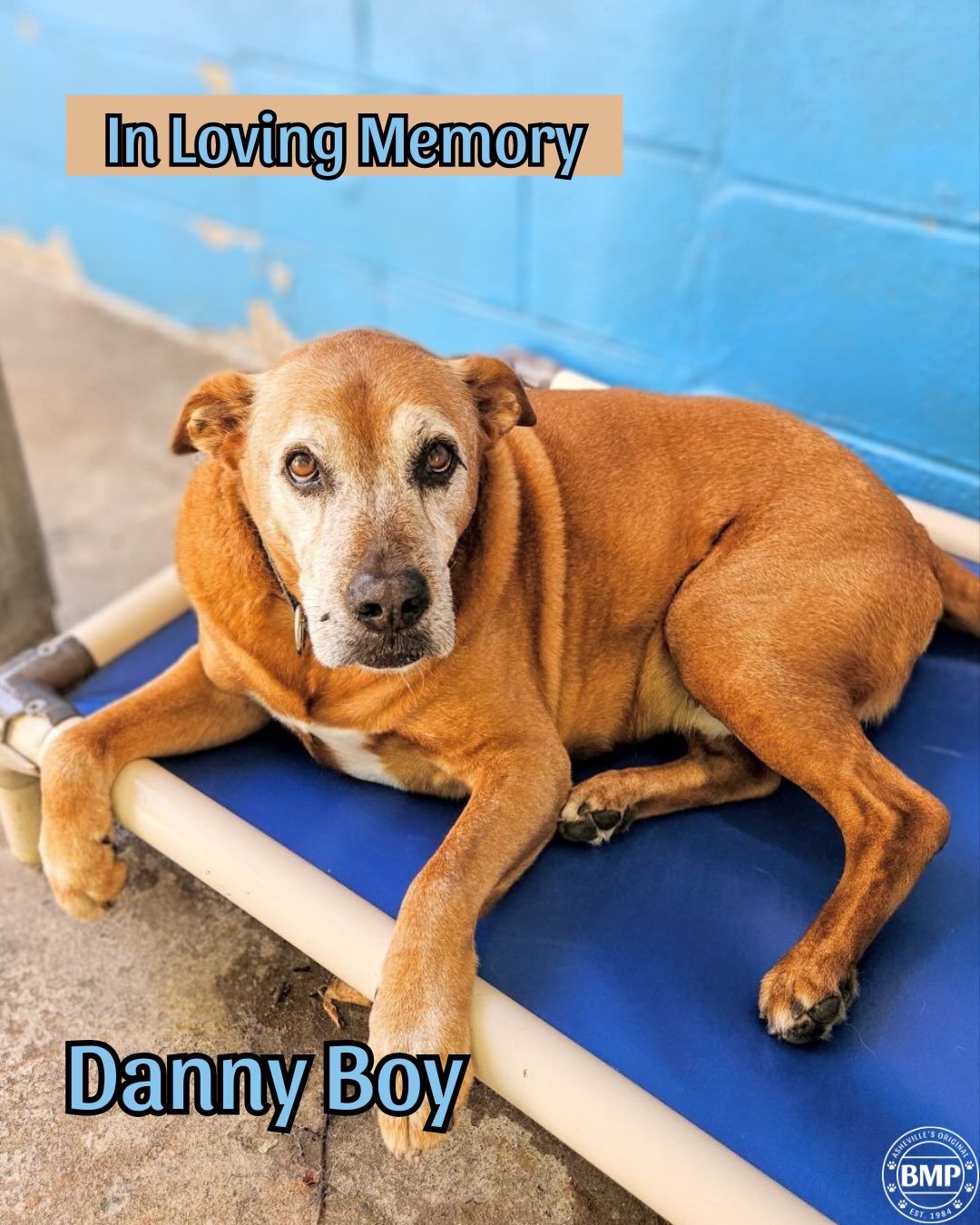 We have unfortunately had to say another goodbye to our old man Danny Boy🩵

Danny Boy was one of our summer camp pups! We always looked forward to seeing him. 

He was a very sleepy guy, with a loving disposition 💤 

We will miss him dearly and enj