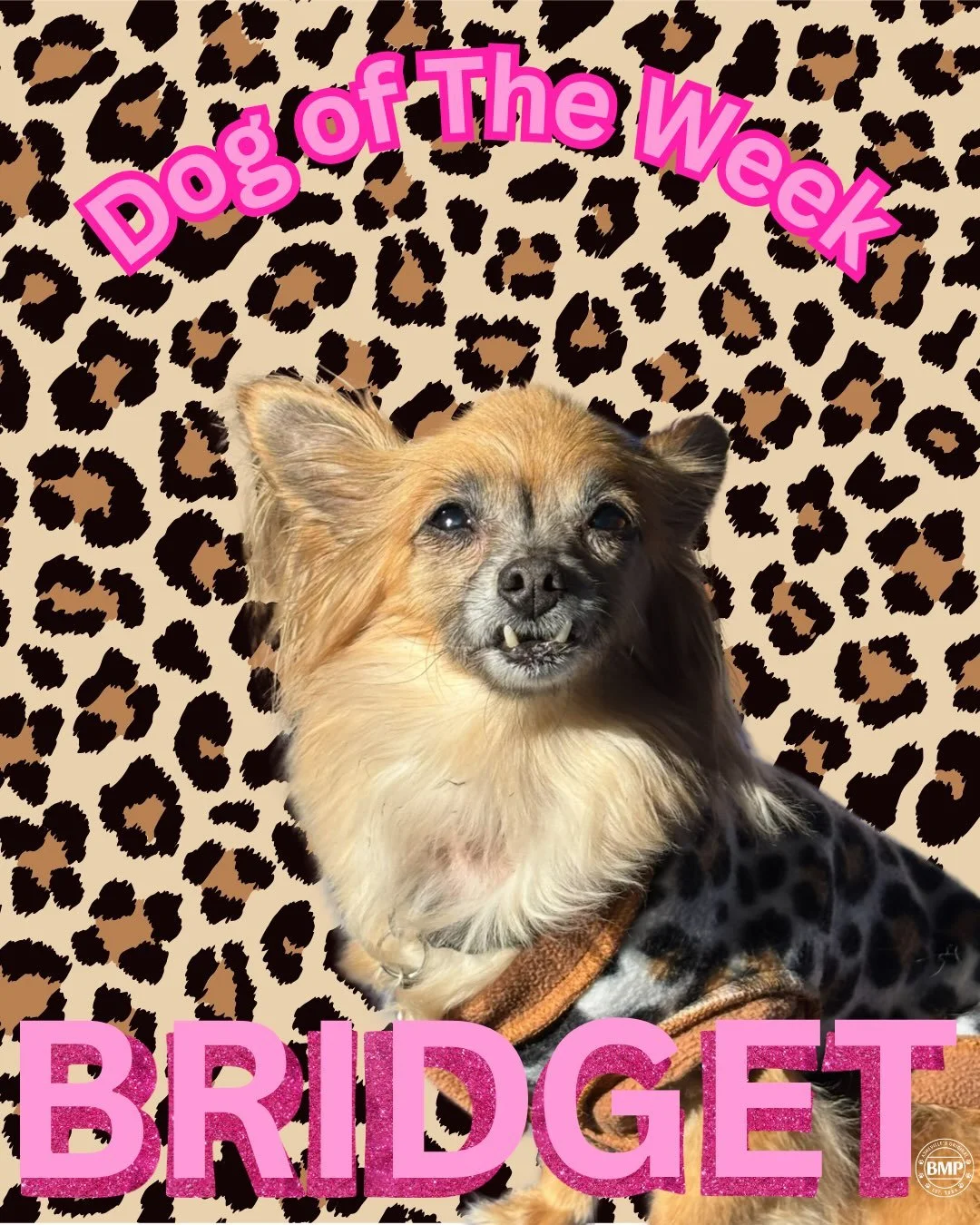 Dog of The Week&hellip; Bridget!!! 💕

This little diva has been a BMP regular for what feels like forever! 

Queen Bridget doesn&rsquo;t favor walking so odds of her being held 24/7 are HIGH! 

We all love her so much, and love to have her come stay