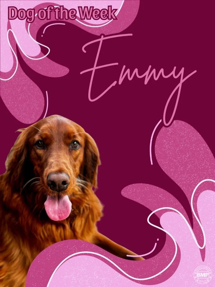 Dog of the Week is... Emmy! 💜

Miss Emmy has been LONG awaited for Dog of the Week.
She is a sweet and sometimes spicy lady, with a whole lotta personality.

Our little pickpocket can be seen with miscellaneous items in her mouth... all of which sto