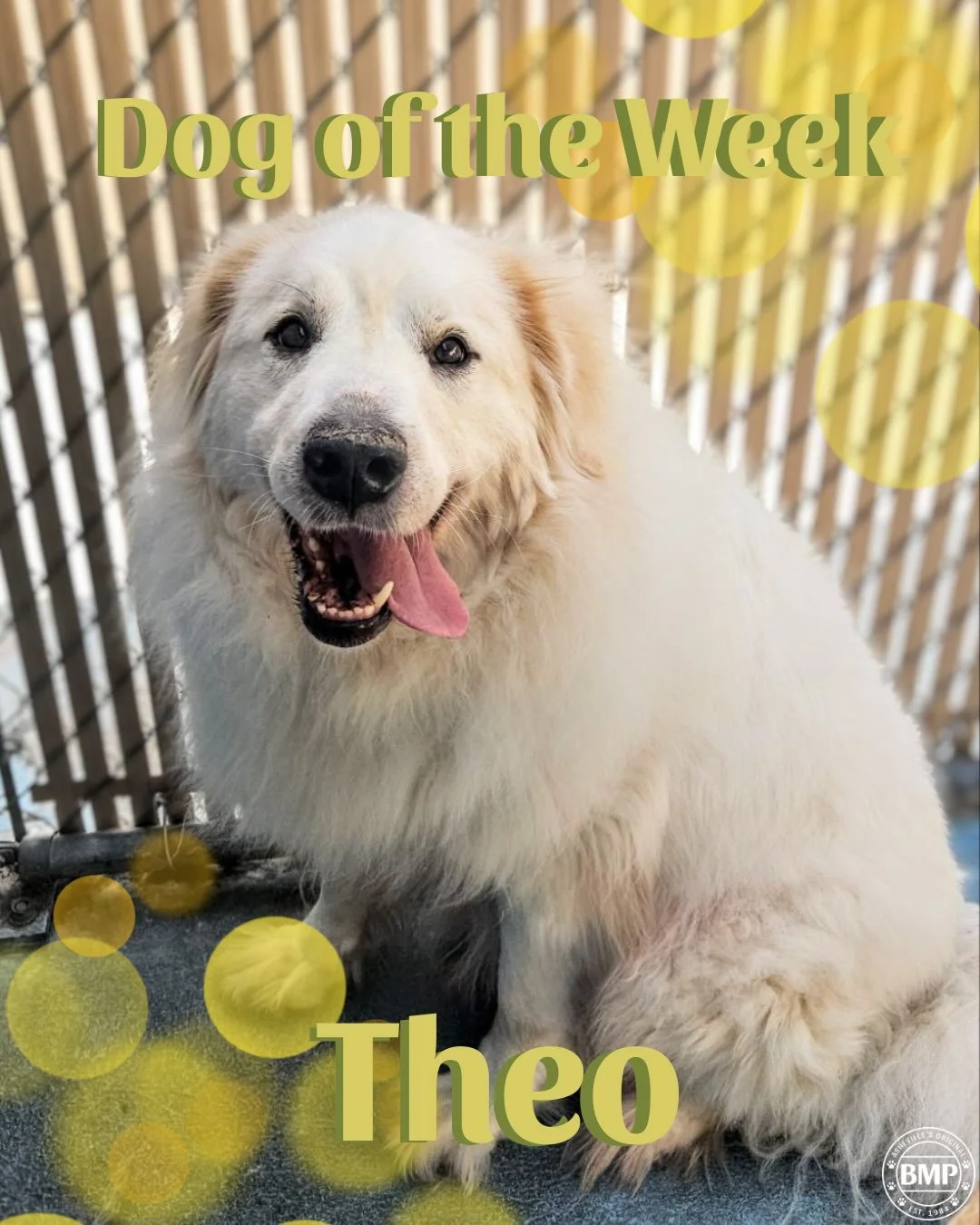 Dog of the Week is... Theo!!!

Big Fluff has been a great addition to our DayCare crew!

His stoic and sleepy nature is hard not to love💚
With his squishy and fluffy stature he makes a great nap partner, just ask his &ldquo;mini me&rdquo;, Penny😊


