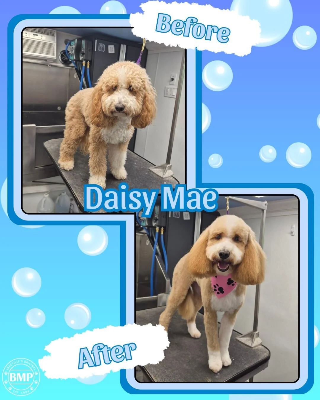 BOOK GROOMING NOW!

Treat your fur baby to a Spa Day at BMP! From baths and brush-outs to nail trims and stylish haircuts, we make grooming a happy experience for every dog 💙

We&rsquo;ve got plenty of slots waiting to be filled! 

We can book you a