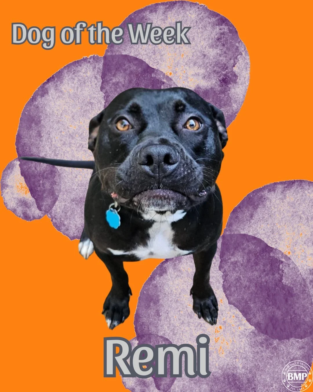 Dog of the Week is... Remi!!!

Meet Remi: He is 100% muscles, 100% Puppy dog eyes, and 100% Hippo💜🦛
We love this sweet Pitty boy, and his squishy face!

#dogoftheweek #barkmorepark #ashevillenc #pitbullloving