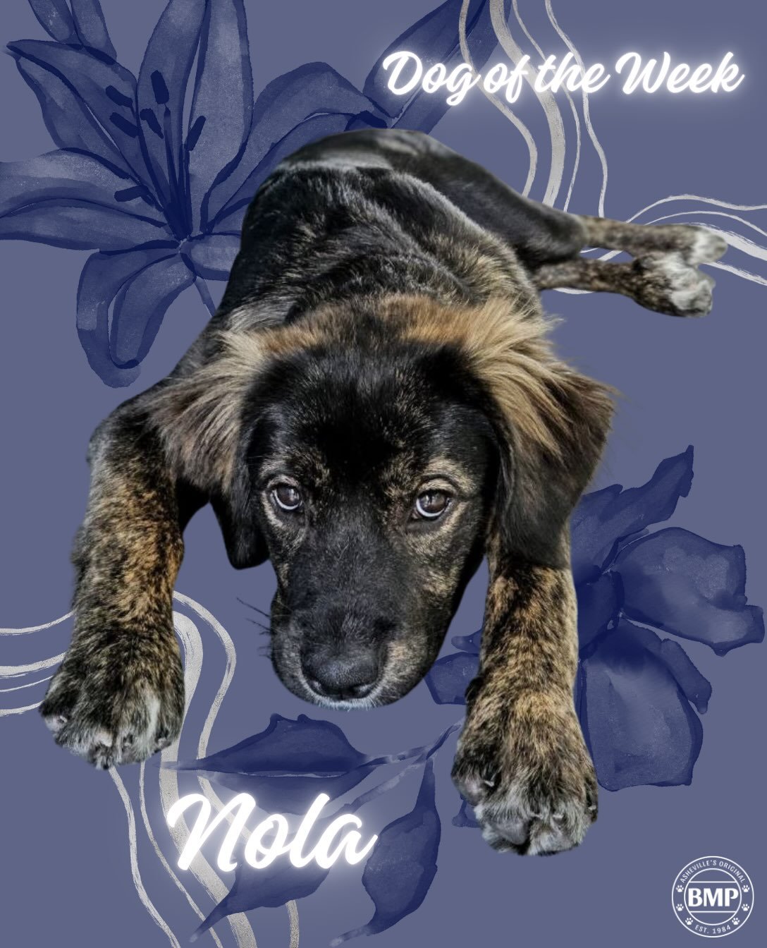 Dog of the Week is... Nola! 

Nola is a rambunctious girl that is always keeping us on our toes: paired
with those precious &ldquo;Who, me?&rdquo; eyes, she has quickly wiggled her way into all our hearts💙

#doggydaycare #barkmorepark #ahshevillenc 
