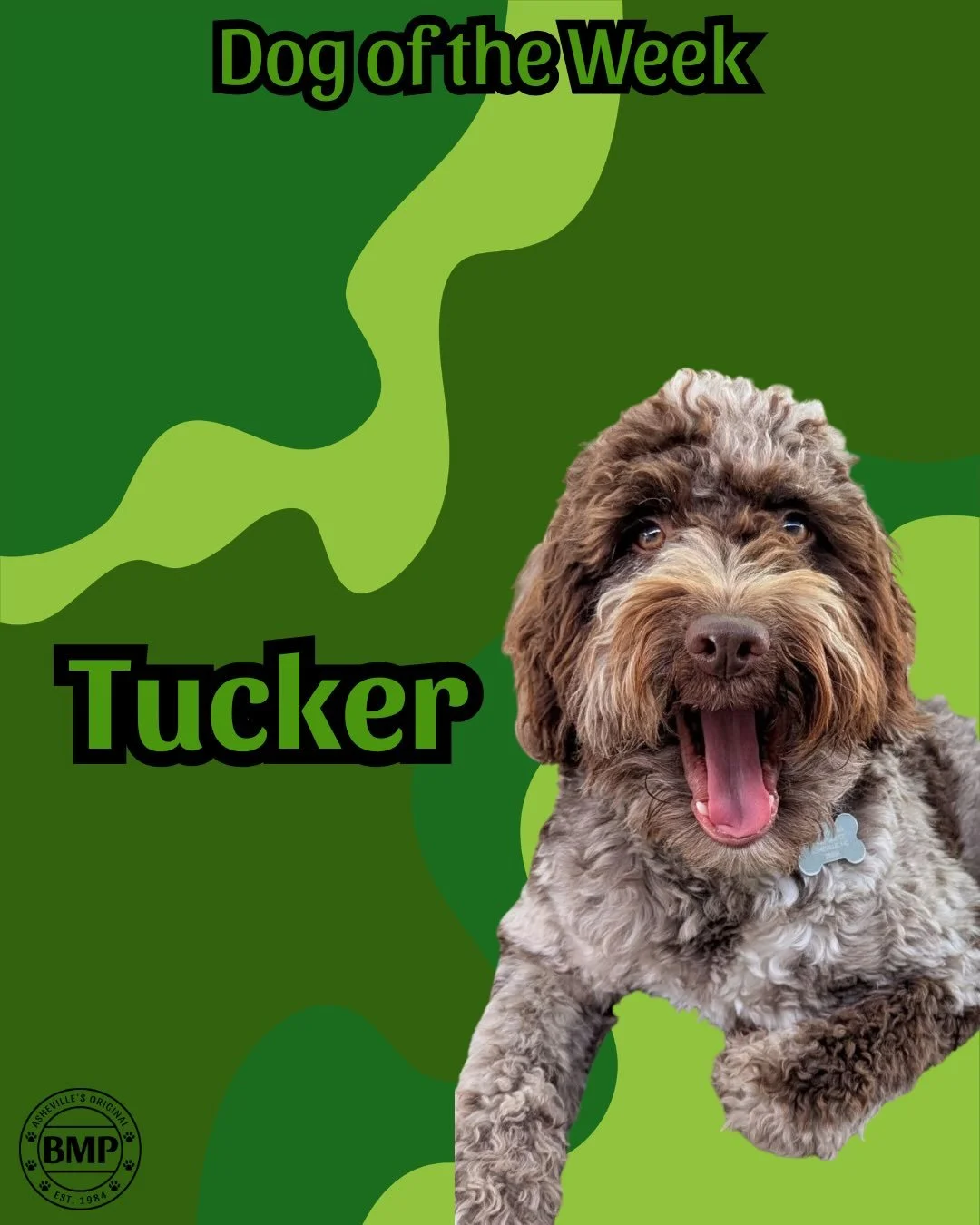 Dog of the Week is... Tucker!!!🐾🤎

Although a little shy at first, once Tucker gets comfortable, his
playful side comes out in full force!
He&rsquo;s happiest running around, being silly, and hanging out with his
best friends.🤎💚

#doodle #dogofth