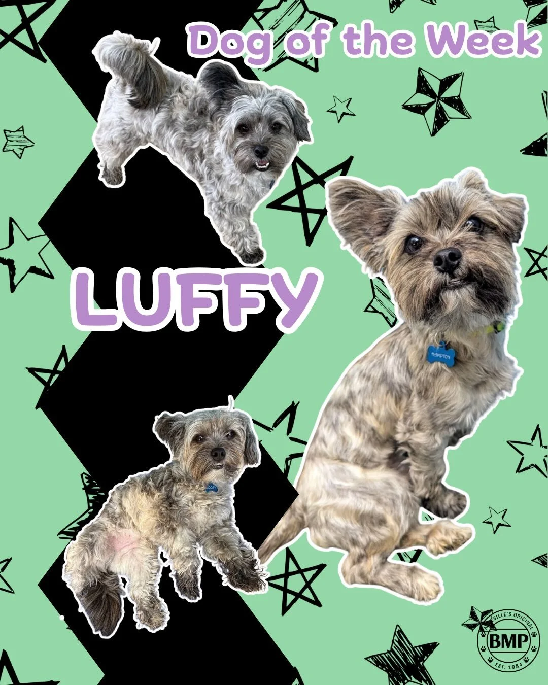 Dog of the Week is... Luffy!!!

Meet Luffy, the tiny Yorkie with a BIG attitude and an even BIGGER
heart! 💜
He&rsquo;s got sass for days, runs the house like he pays the bills,
and then turns into the sweetest little snuggle bug when it&rsquo;s cudd