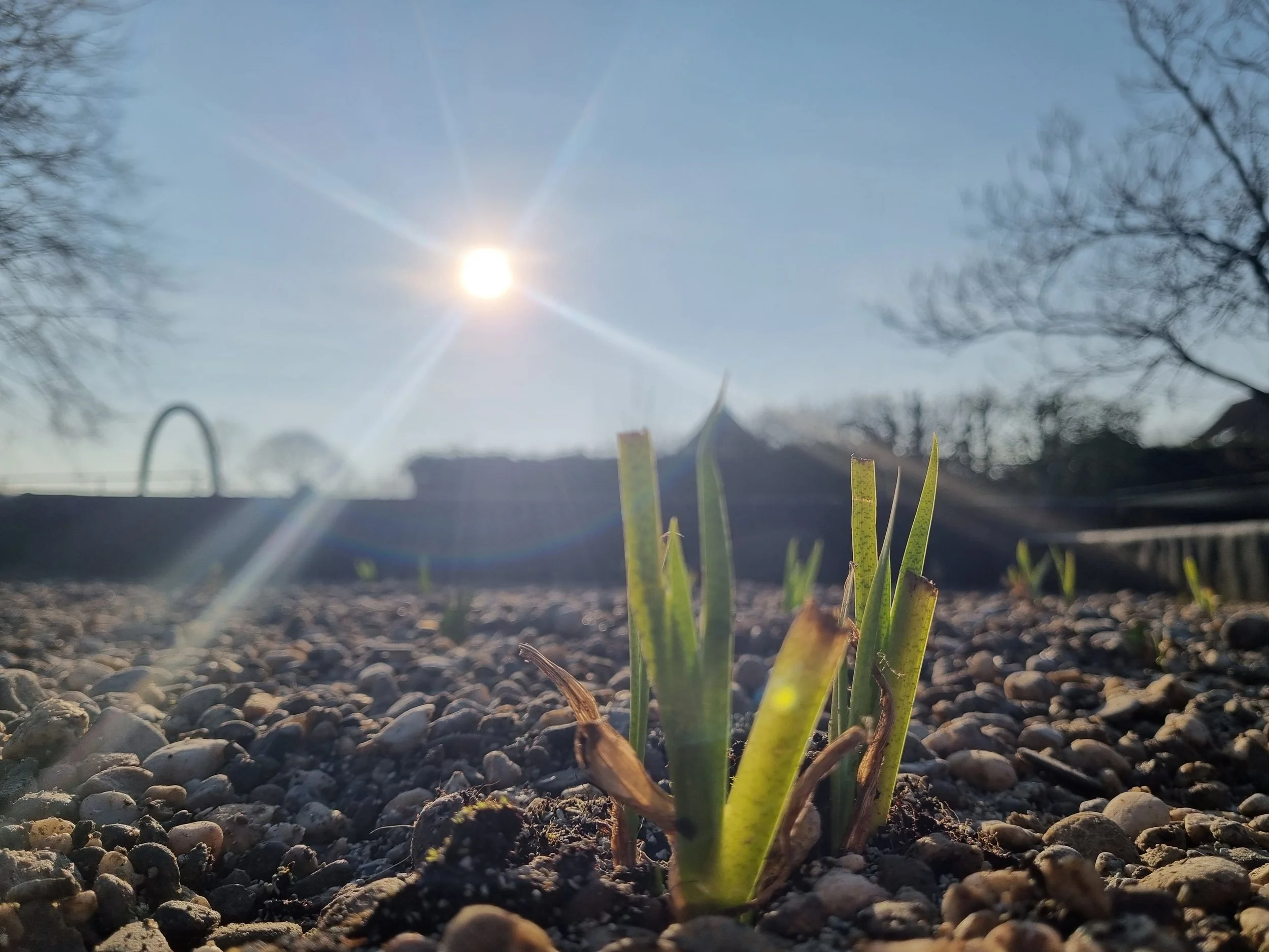 Close-up van groen spruitje op een grind onder de zon
