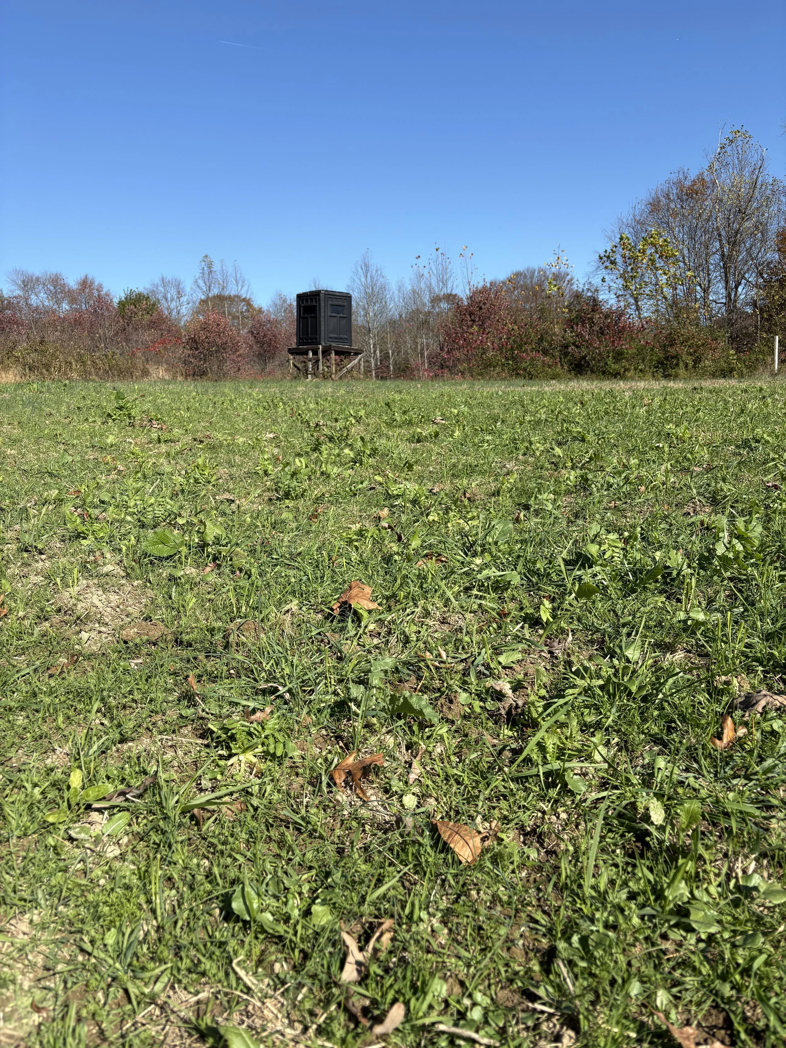Food plot grazed down by deer