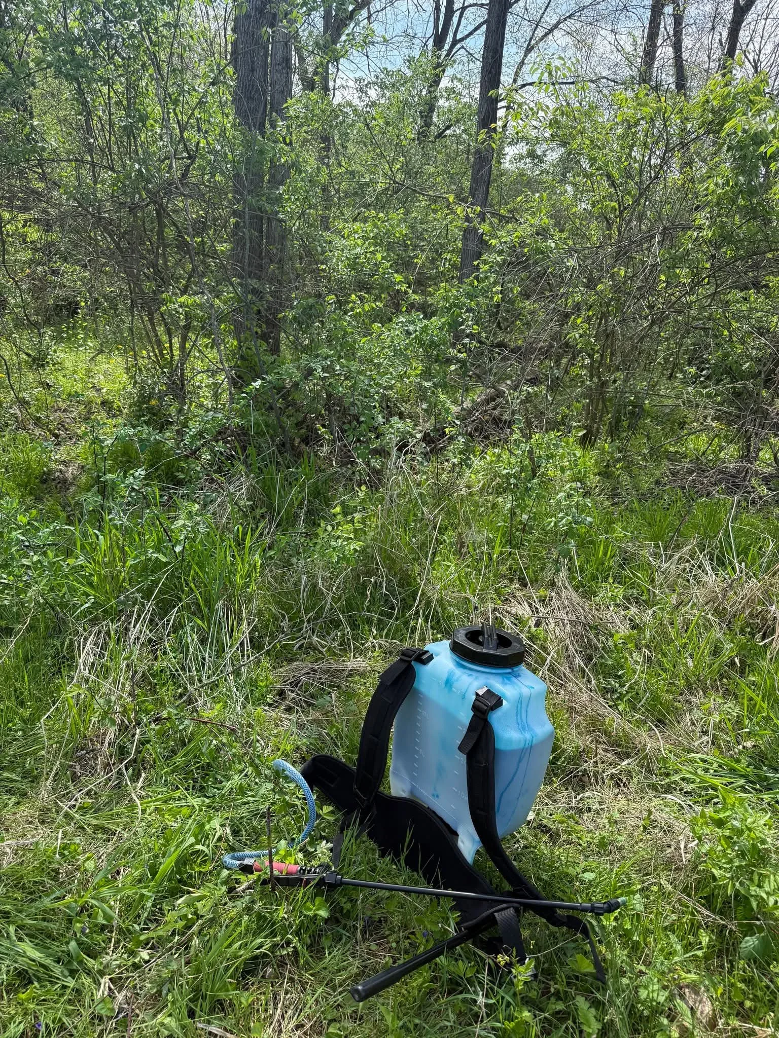 Preparing to spray a dense honeysuckle stand