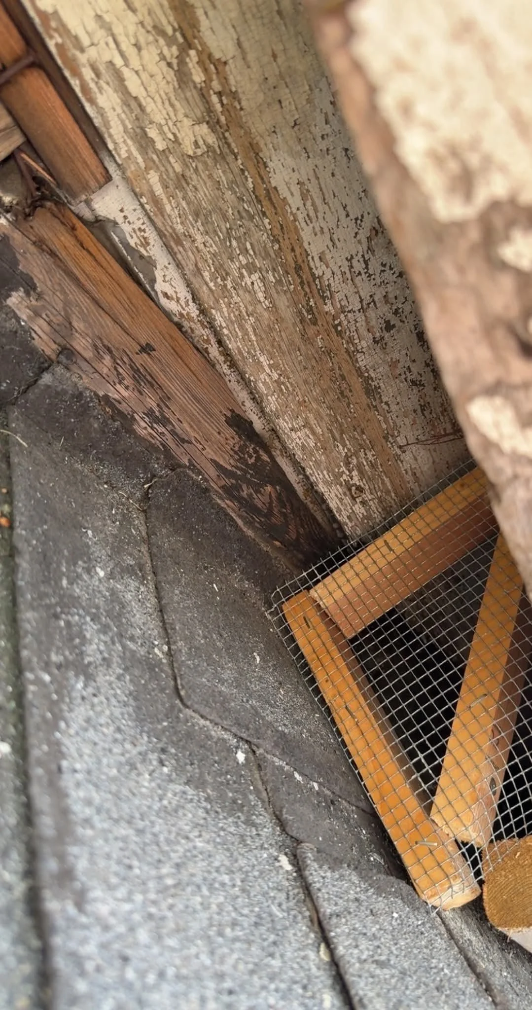 Bats excluded