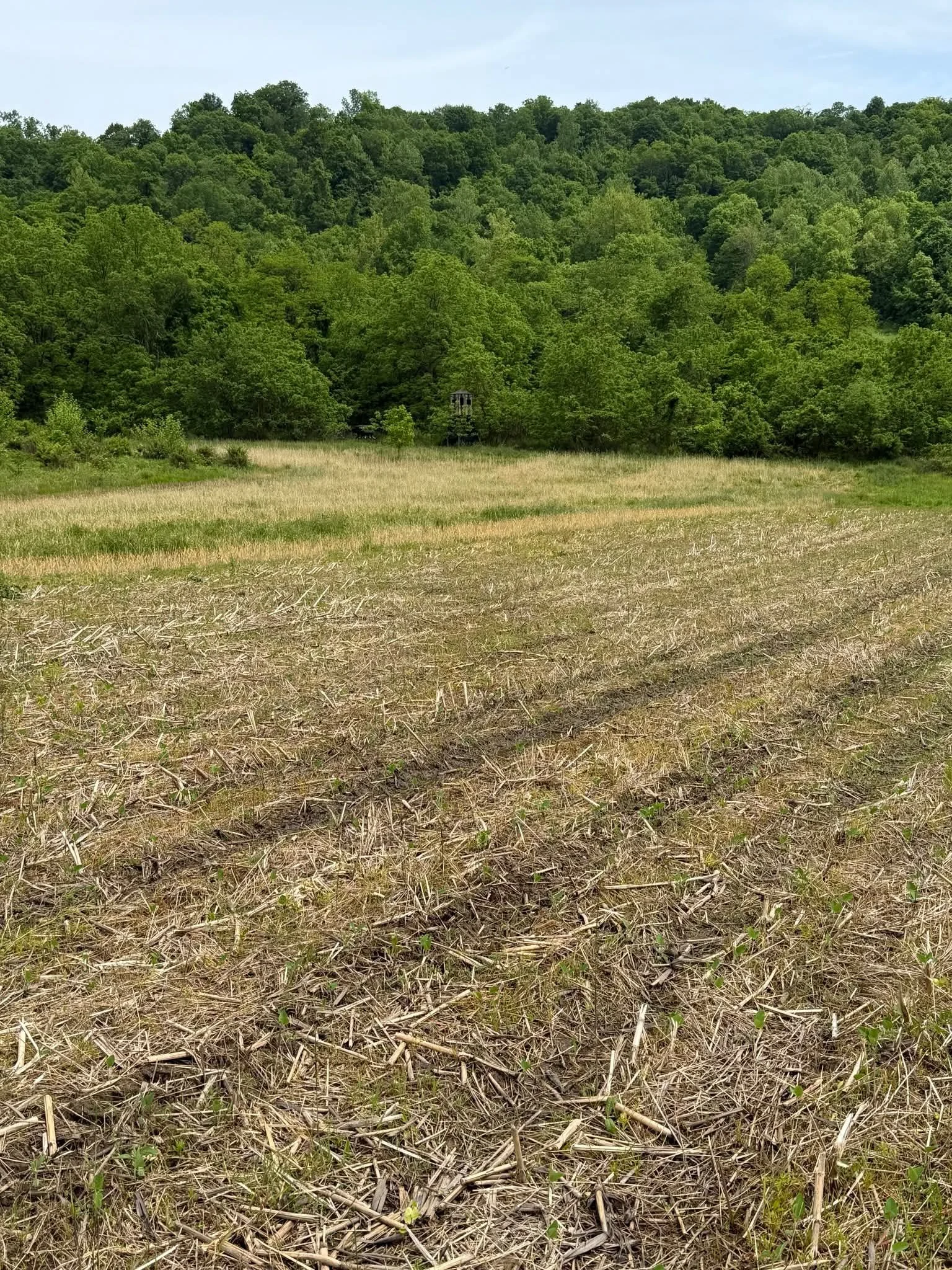 Herbicide application to round up ready bean food plot