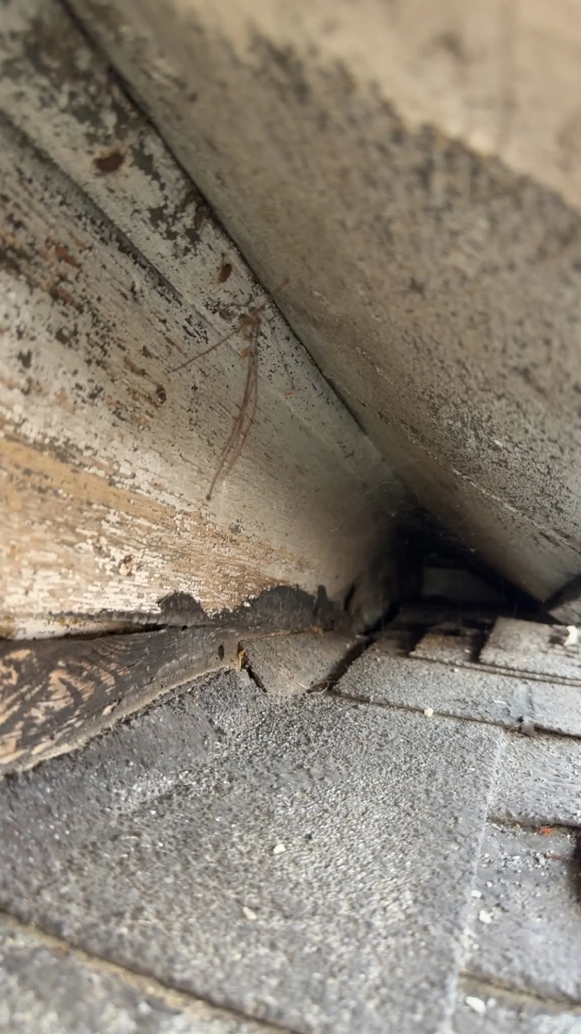 Entryway for bats