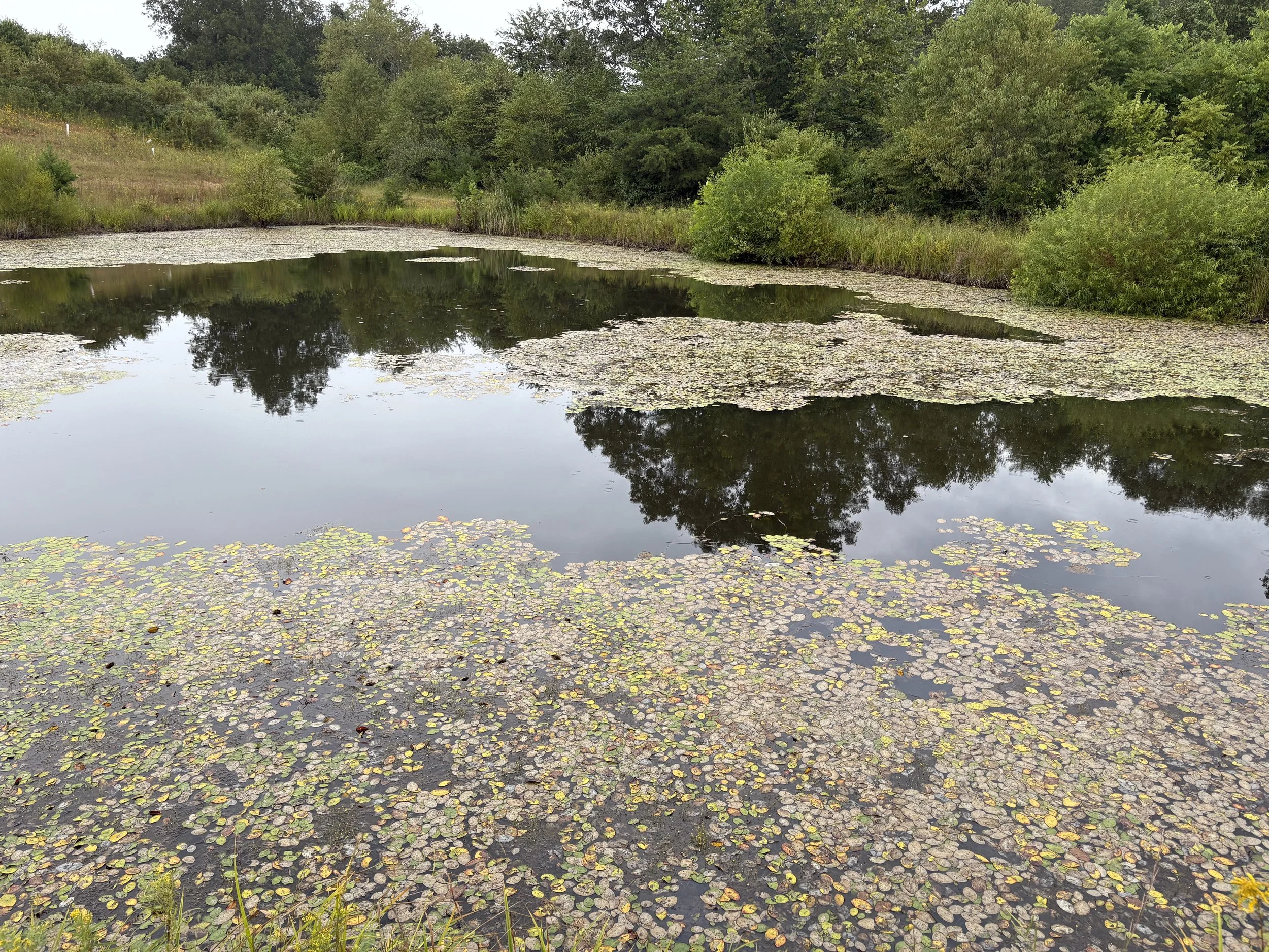 After herbicide application