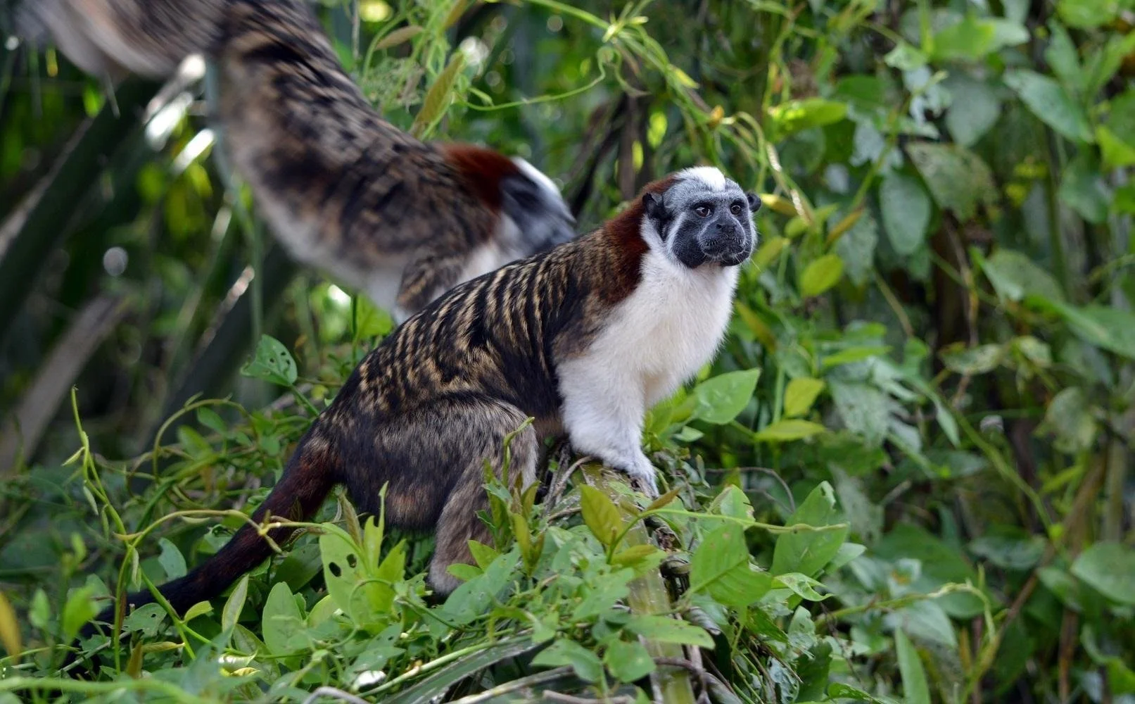 Geoffroy's Tamarin (Saguinus geoffroyi)