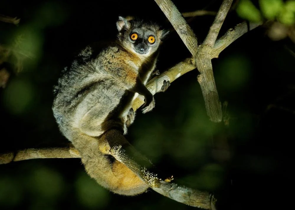 The red-tailed sportive lemur (Lepilemur ruficaudatus)
