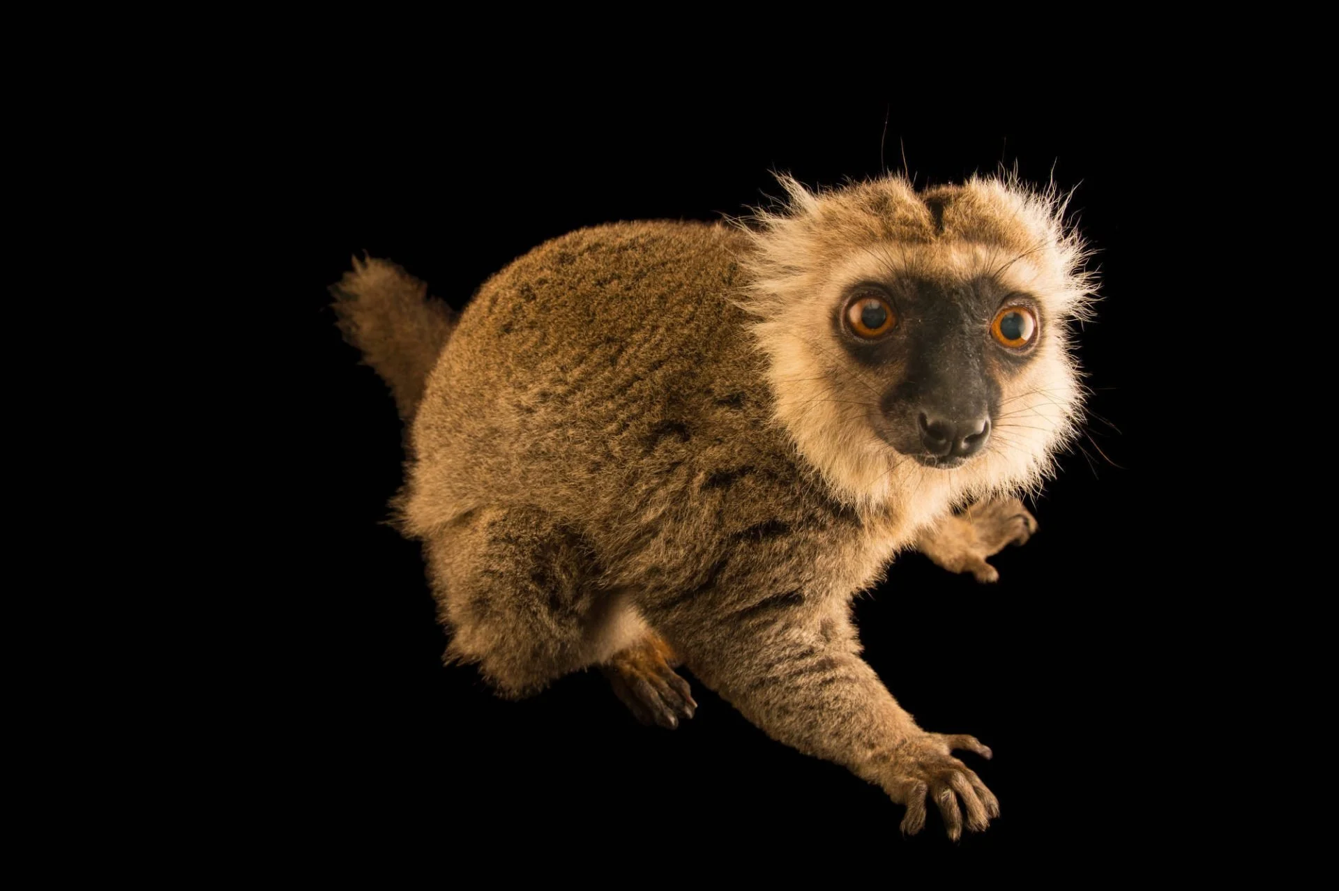 Sanford's Brown Lemur (Eulemur sanfordi)