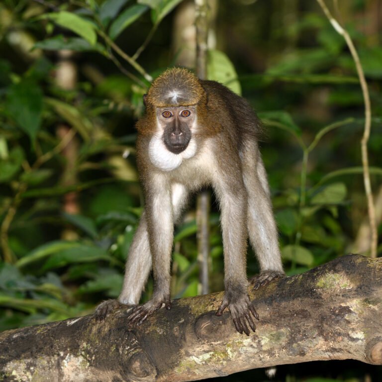 The Agile Mangabey (Cercocebus agilis)