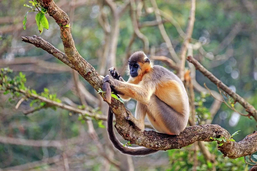 Capped Langur (Trachypithecus pileatus)