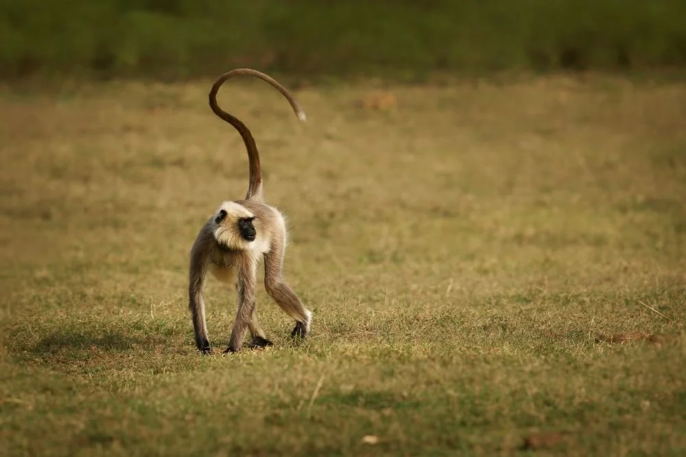 Black-footed gray langur (Semnopithecus hypoleucos)