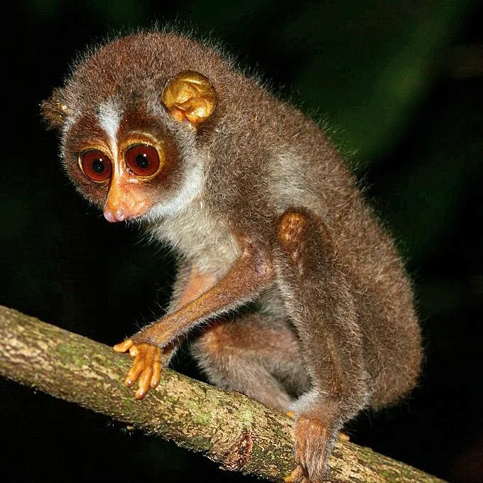 Red-Slender Loris (Loris tardigradus)