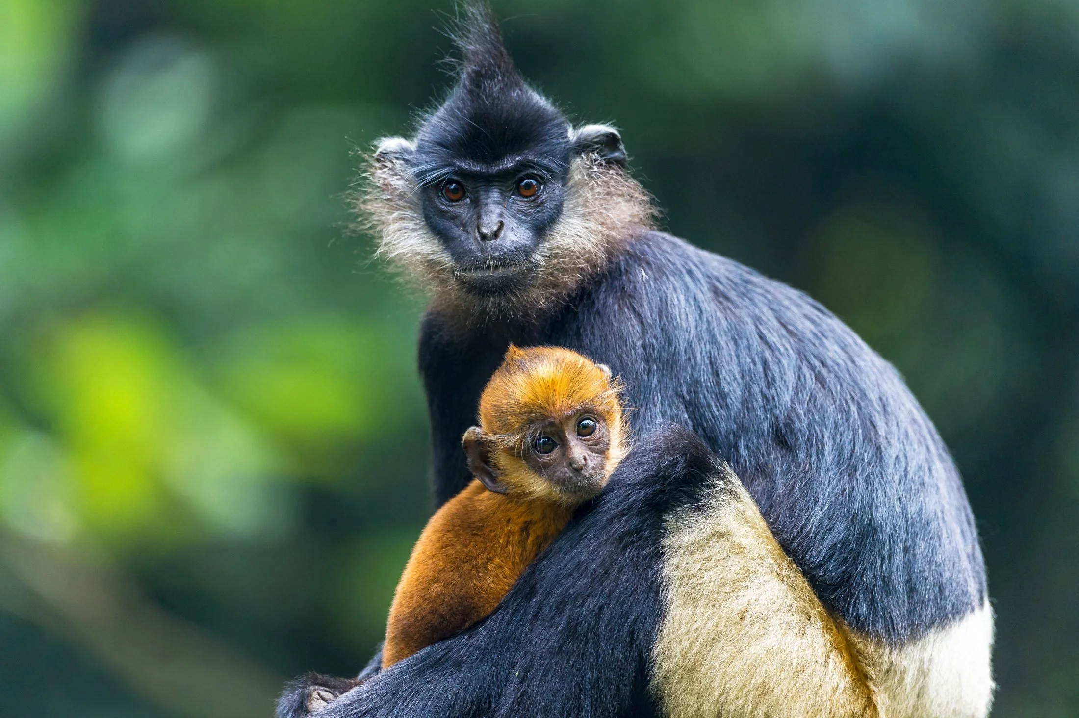 Delacour's Langur (Trachypithecus delacouri)