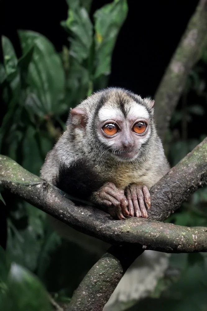 Gray-Handed Night Monkey (Altus griseimembra)