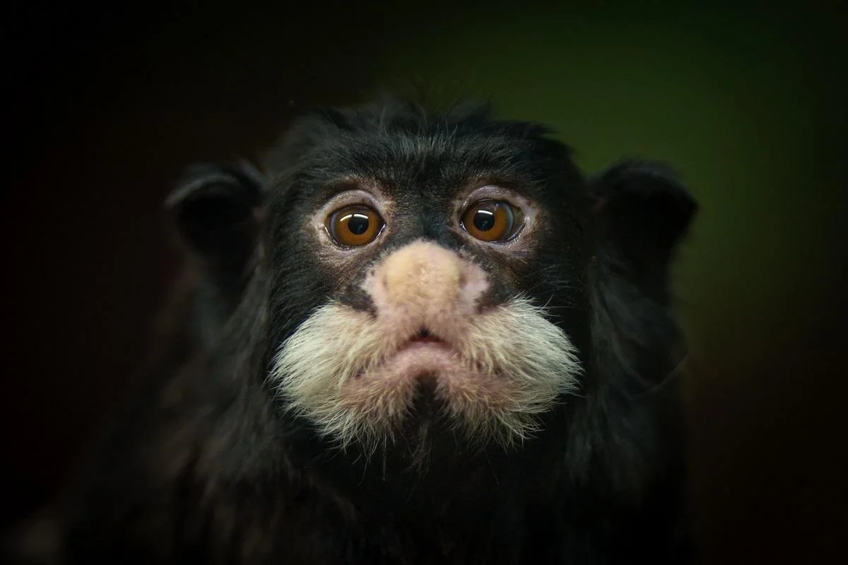 Spix's moustached tamarin (Saguinus mystax)