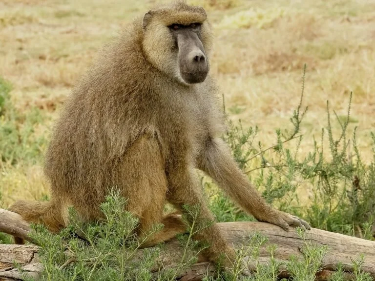 Yellow Baboon (Papio cynocephalus)