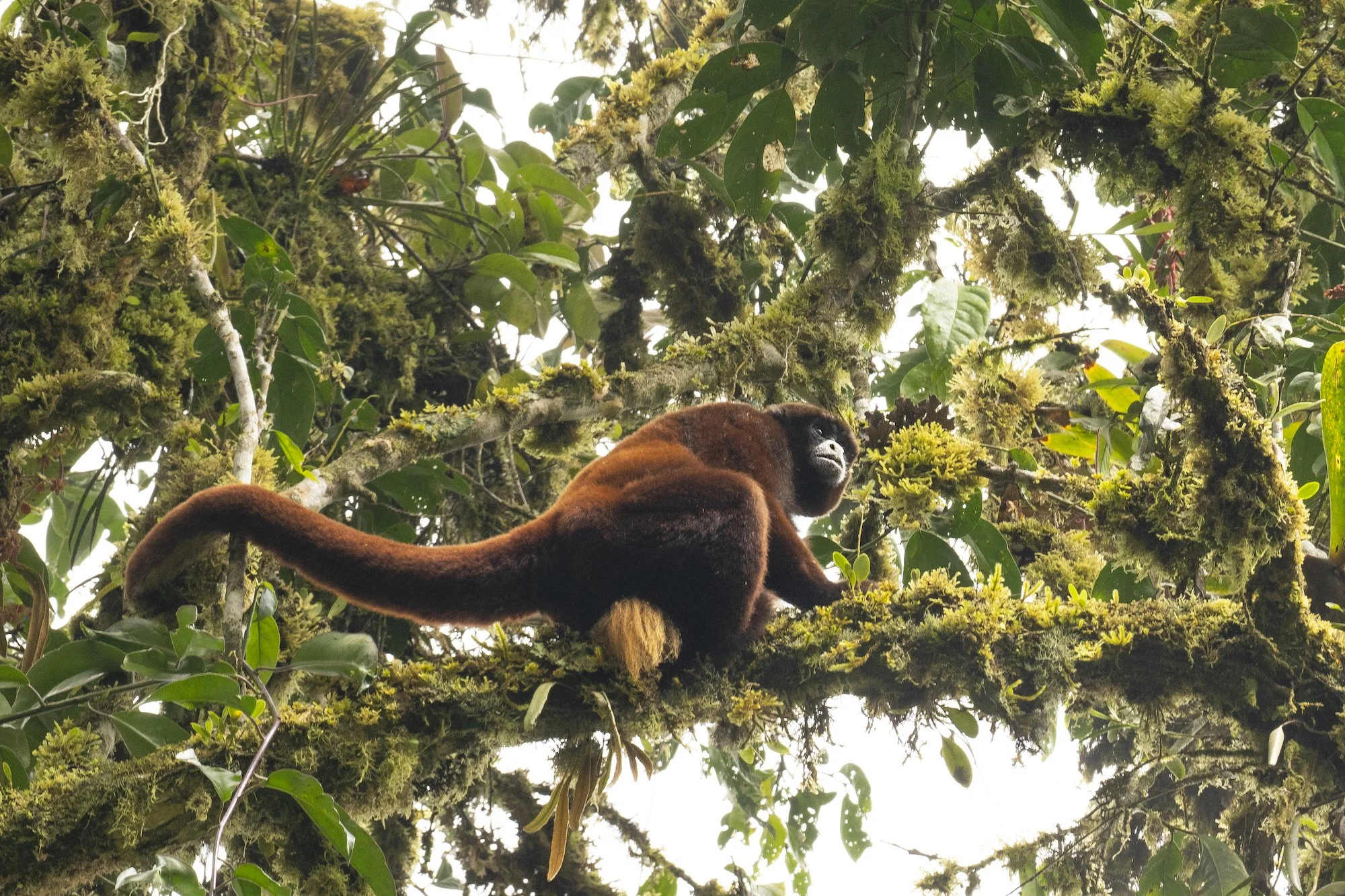 Peruvian yellow-tailed woolly monkey (Lagothrix flavicauda)
