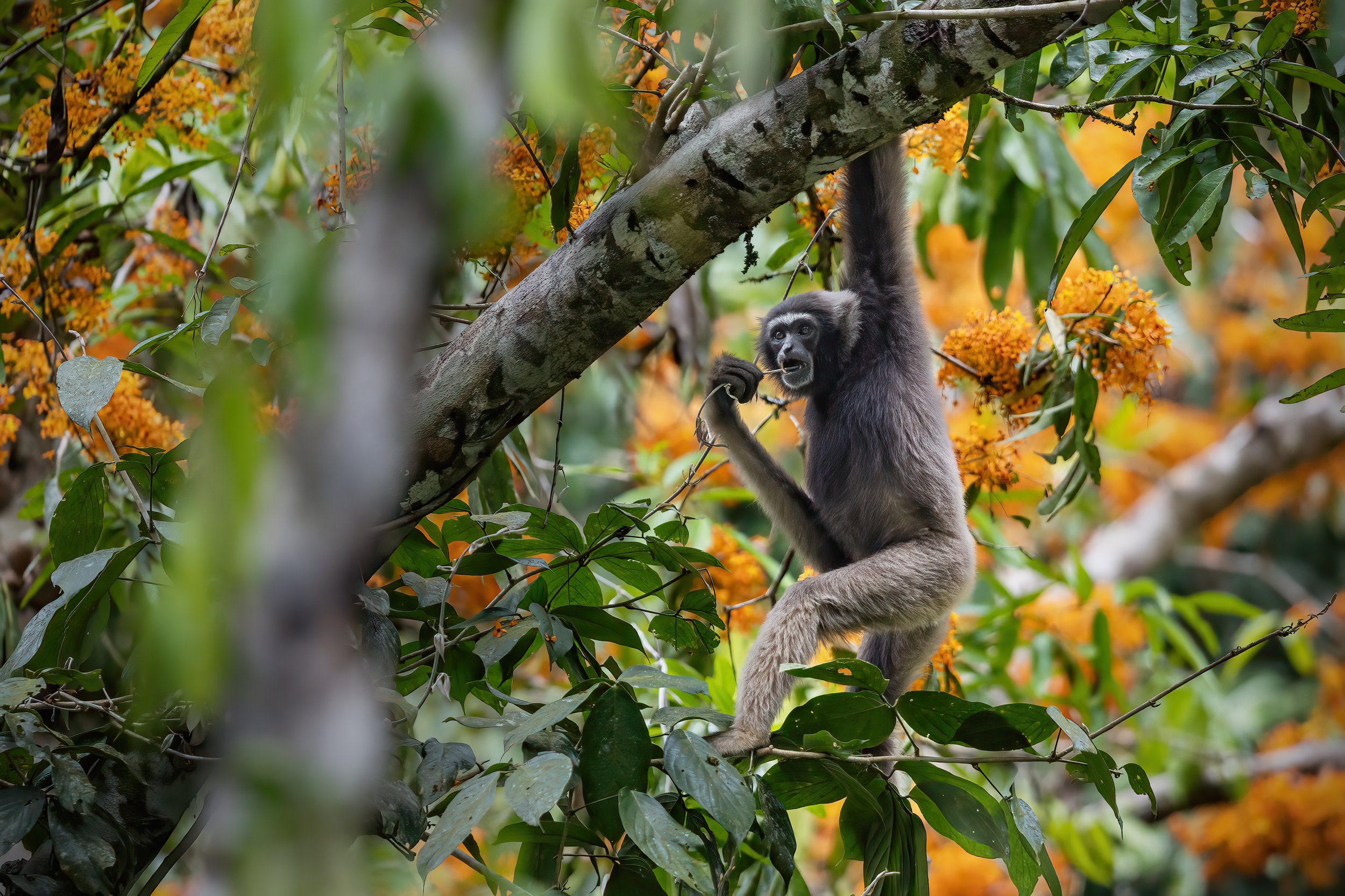 The Bornean gibbon (Hylobates muelleri)