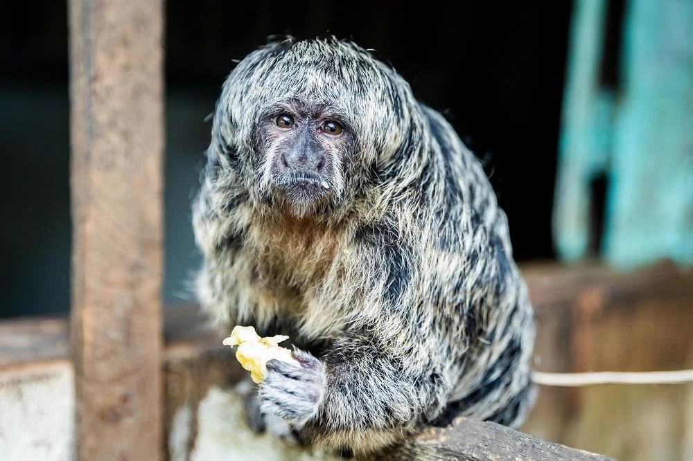 Gray's Bald-Faced Saki (Pithecia irrorata)