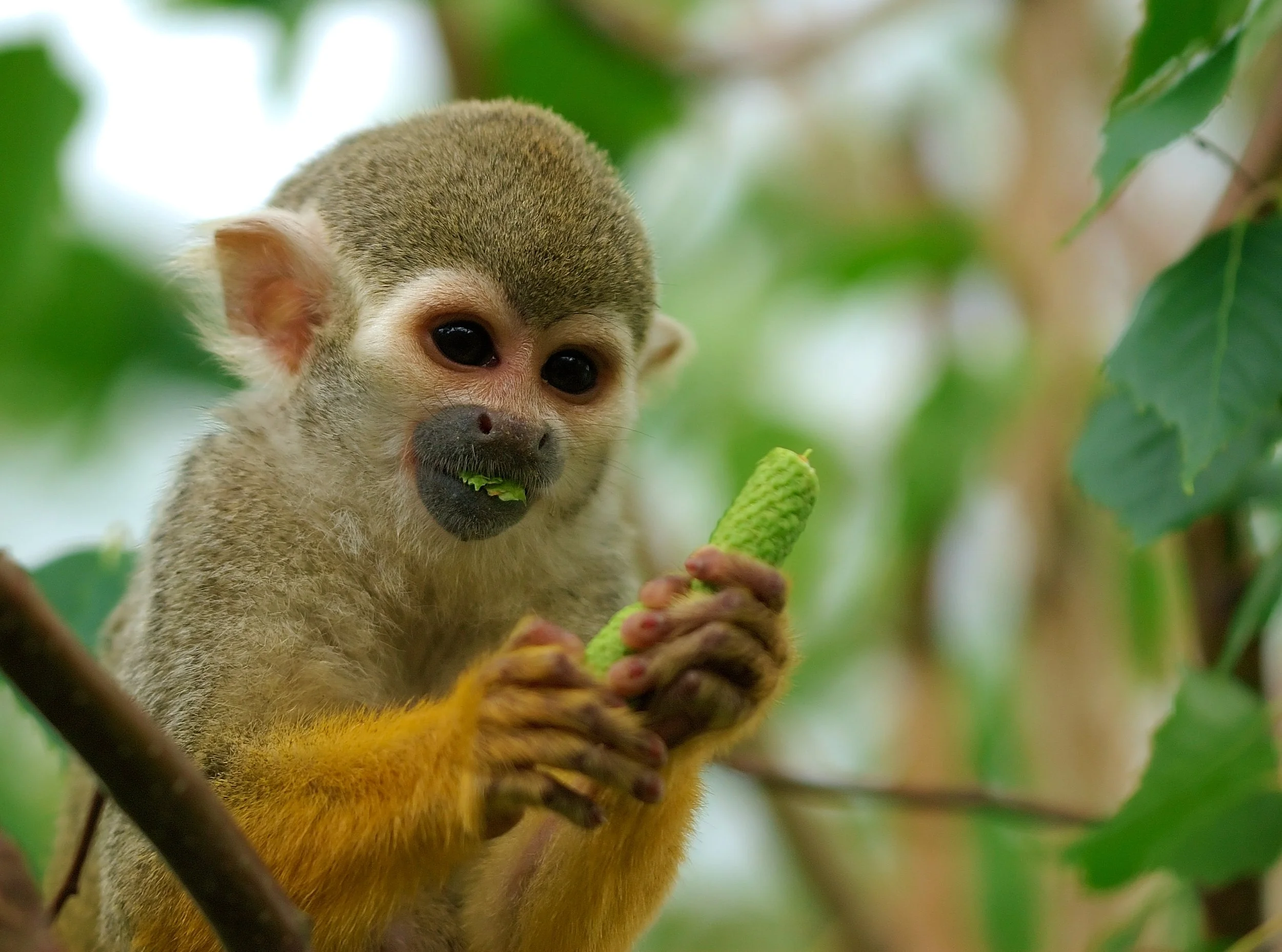 Bolivian Squirrel Monkey (Saimiri boliviensis)