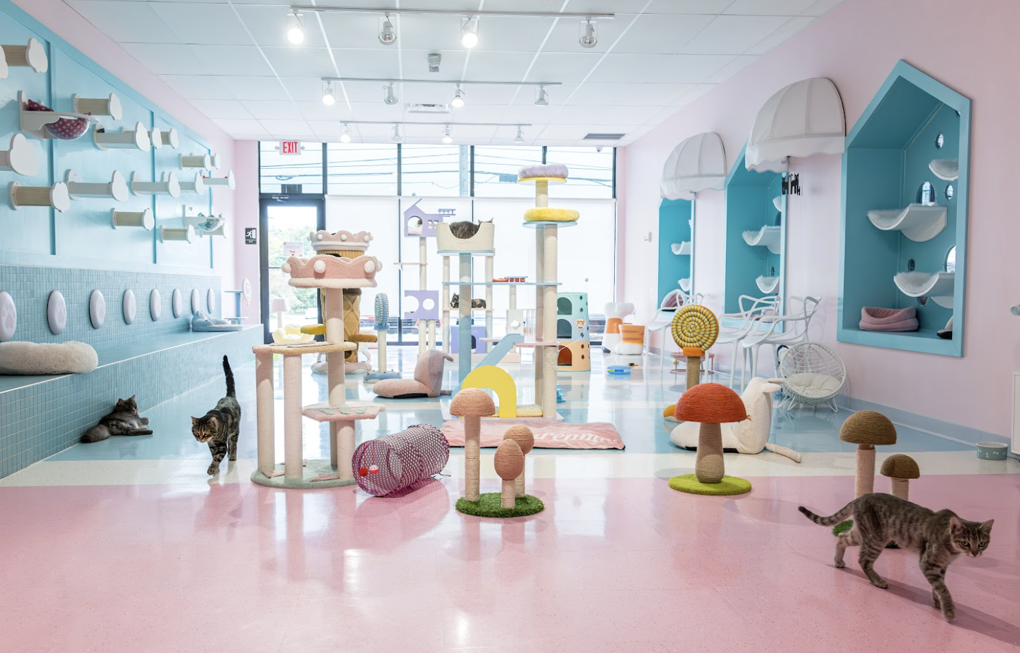 Kitty Bubble Cafe &amp; Bar