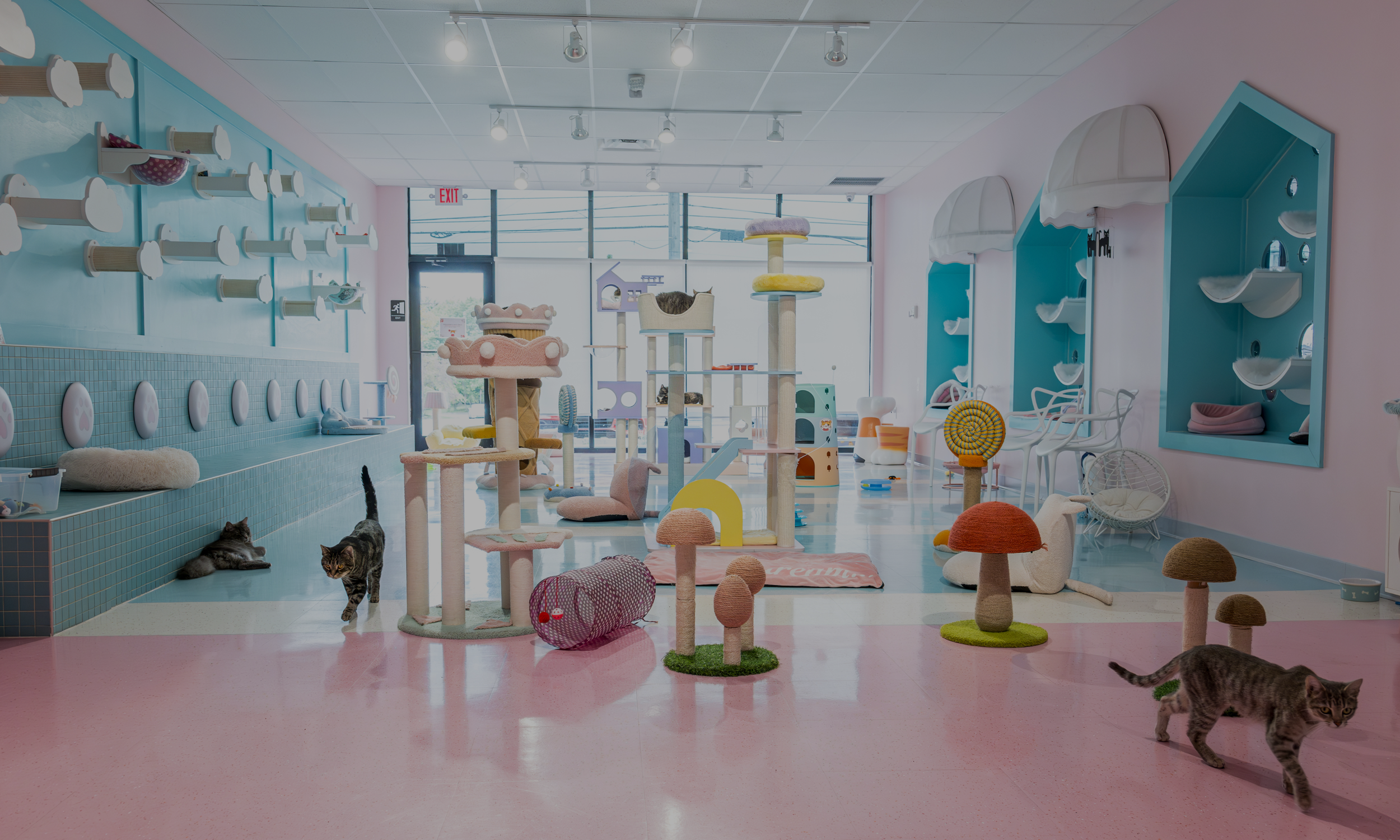 CM Collaborative_Website_Home Page Video (2).png