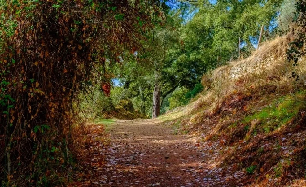 Sendero entre castaños cerca del alojamiento del retiro de escritura creativa en plena Sierra de Aracena (copia)