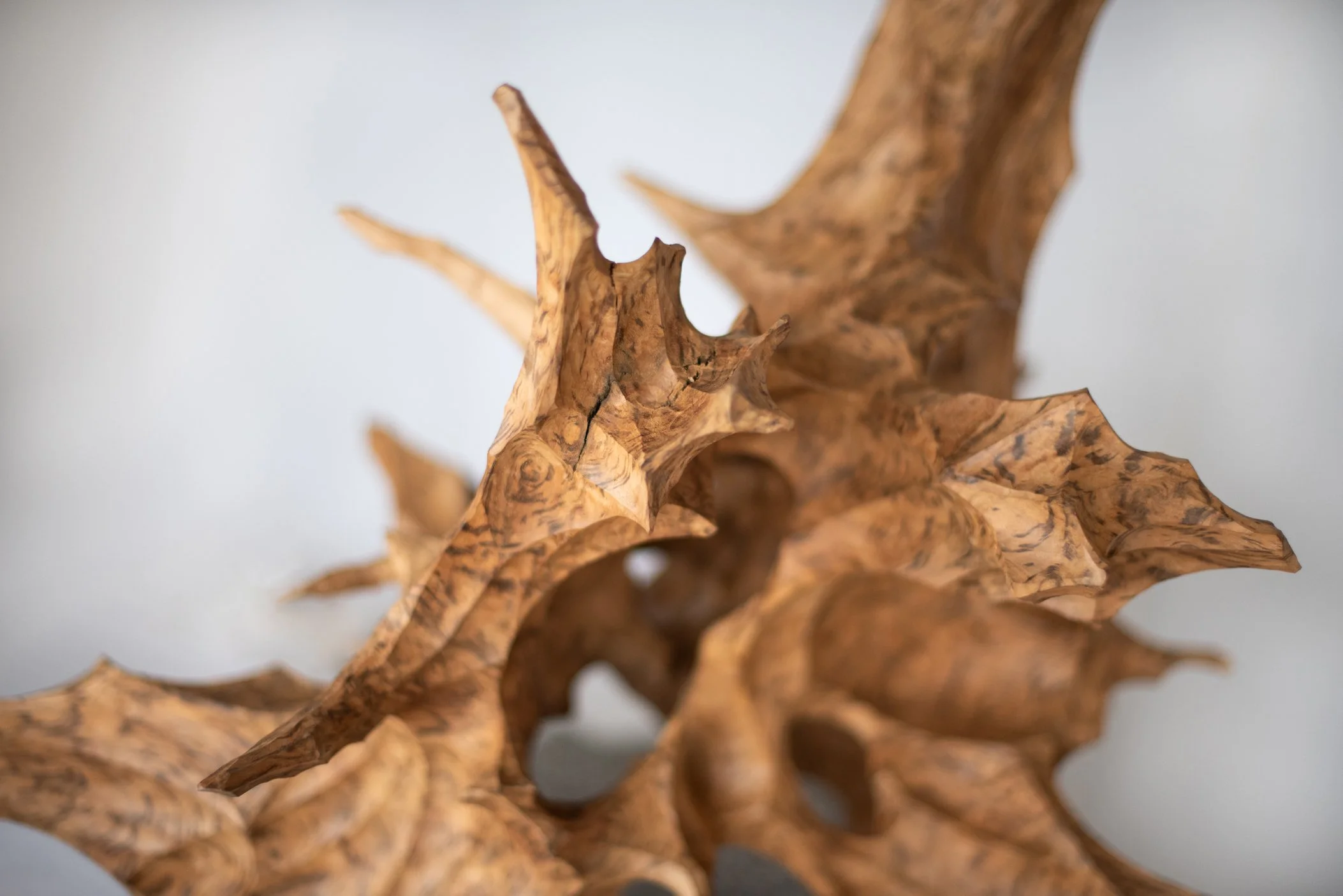Close-up of a twisted, dry, brown tree branch with pointed, jagged edges, against a plain background.