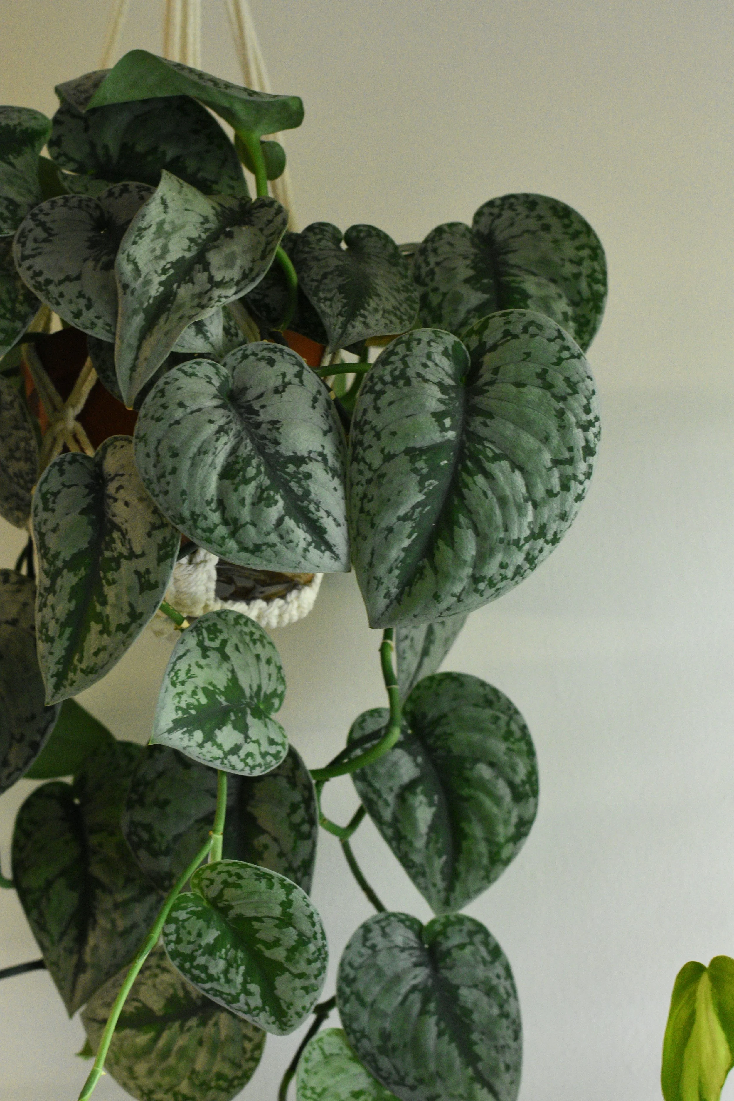 green houseplant hanging in macrame holder