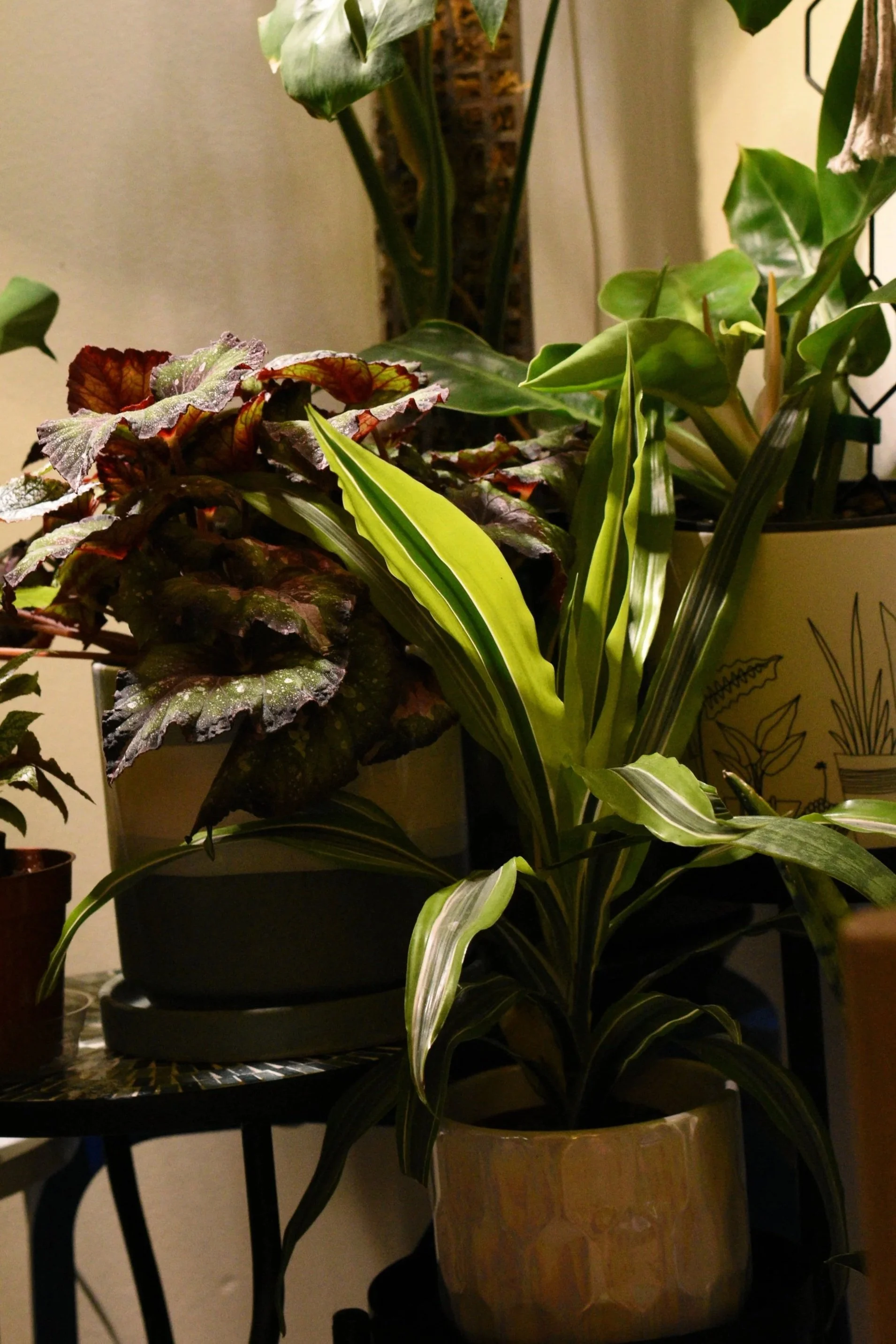 houseplants in shadowed lighting