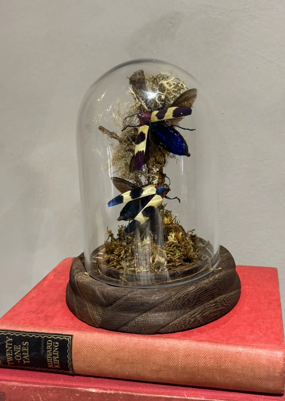 Crimson Speckled Jewel Beetle Dome