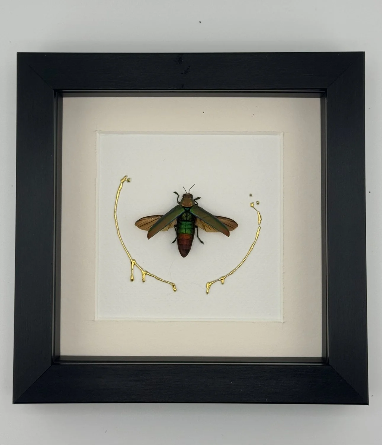 Jewel Beetle Frame