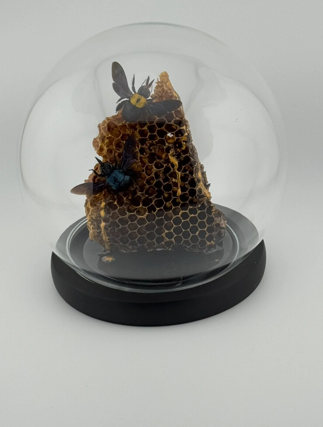 Honeycomb Bee Dome