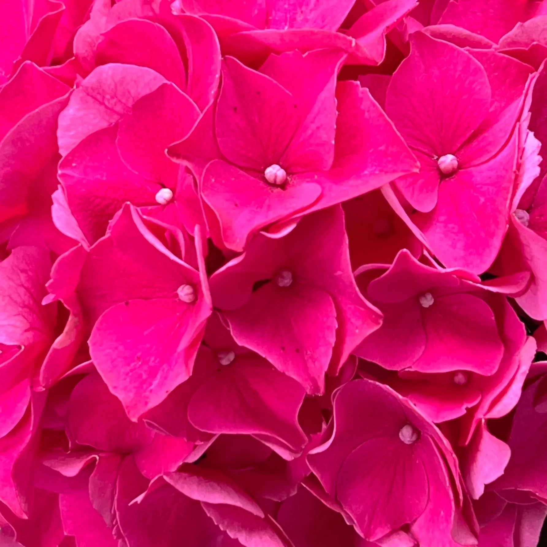 Close-up of pink hydrangea flowers with small round centers.